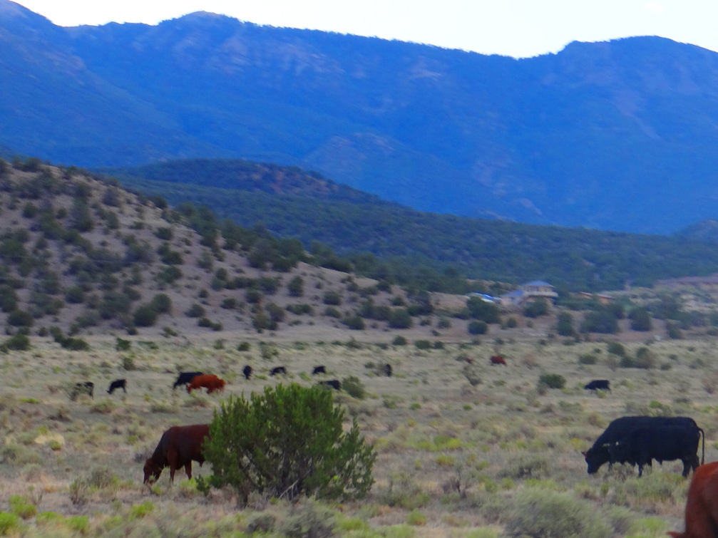 Magdalena Cows