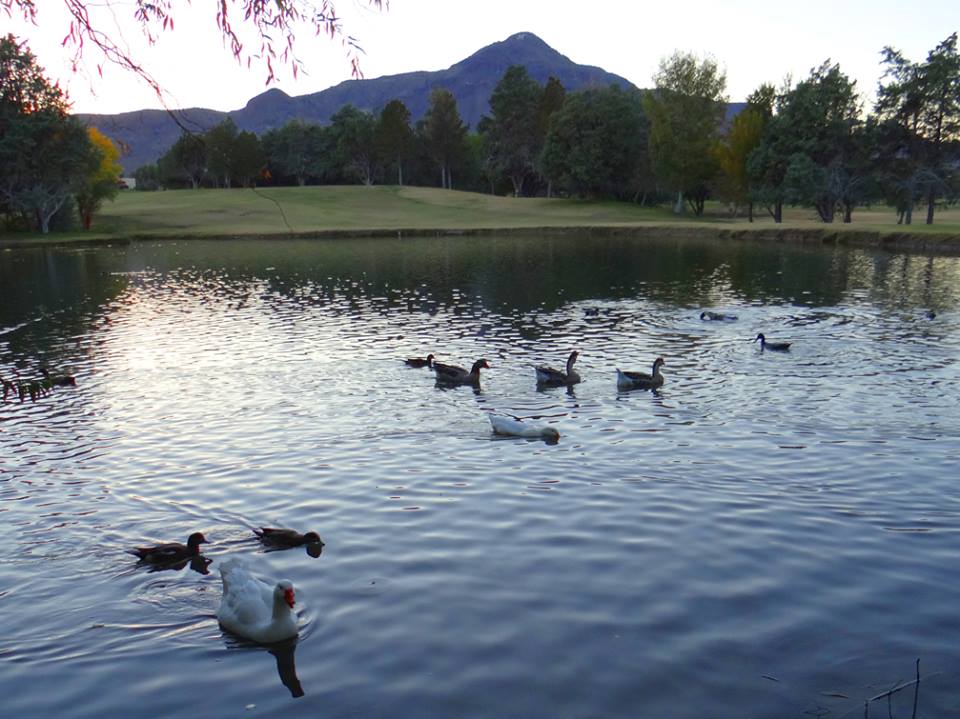 NM Tech Duck Pond