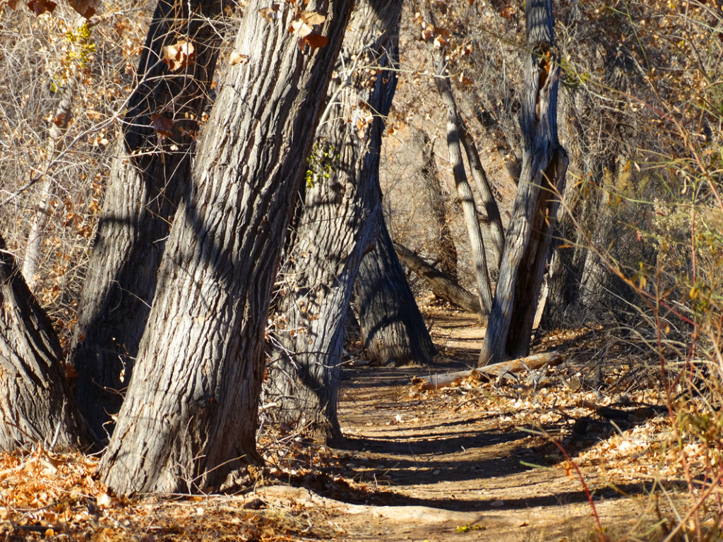 Riverine-Cottonwoods