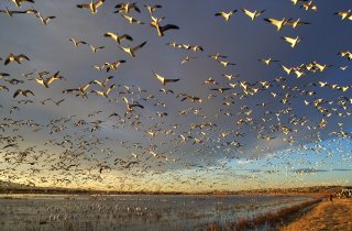 Bosque del Apache National Wildlife Refuge