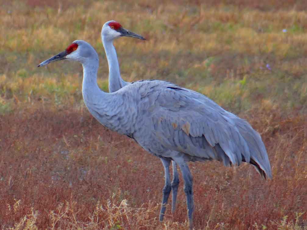 pair of Sandhill Cranes at the Bosque