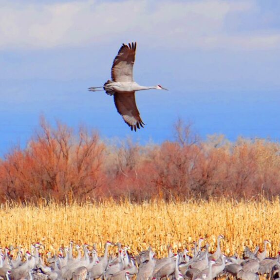 Low-Flying-Crane-at-Ladd