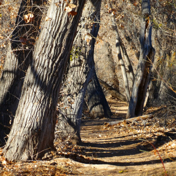 Riverine Cottonwoods