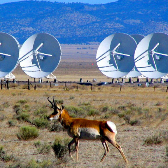 VLA-Antelope-Jennifer-Polle