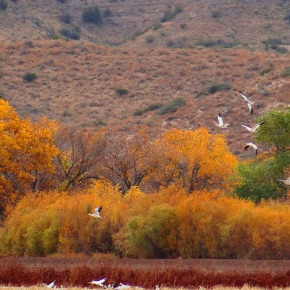 birding