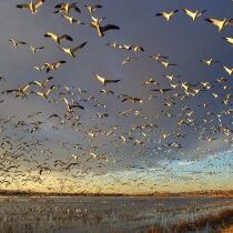 bosque-del-apache