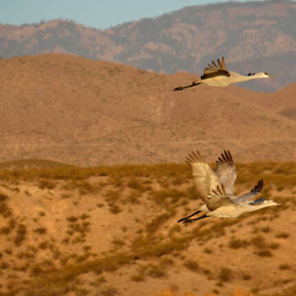 cranes-on-the-wing