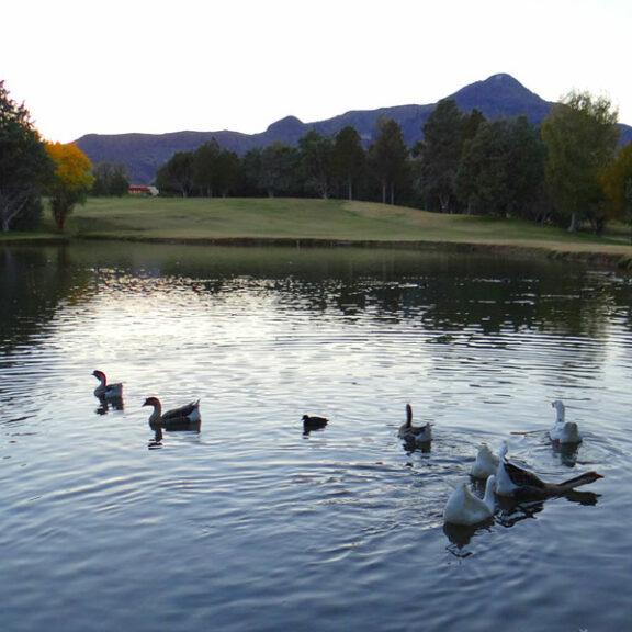 nm-tech-duck-pond